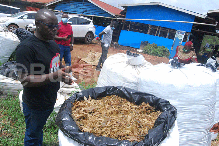 Ekika ky'amlagala kino kisobola okukazibwa
