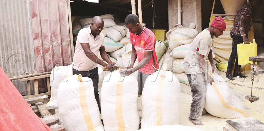 Bwengye and his  workers packing  maize bran.