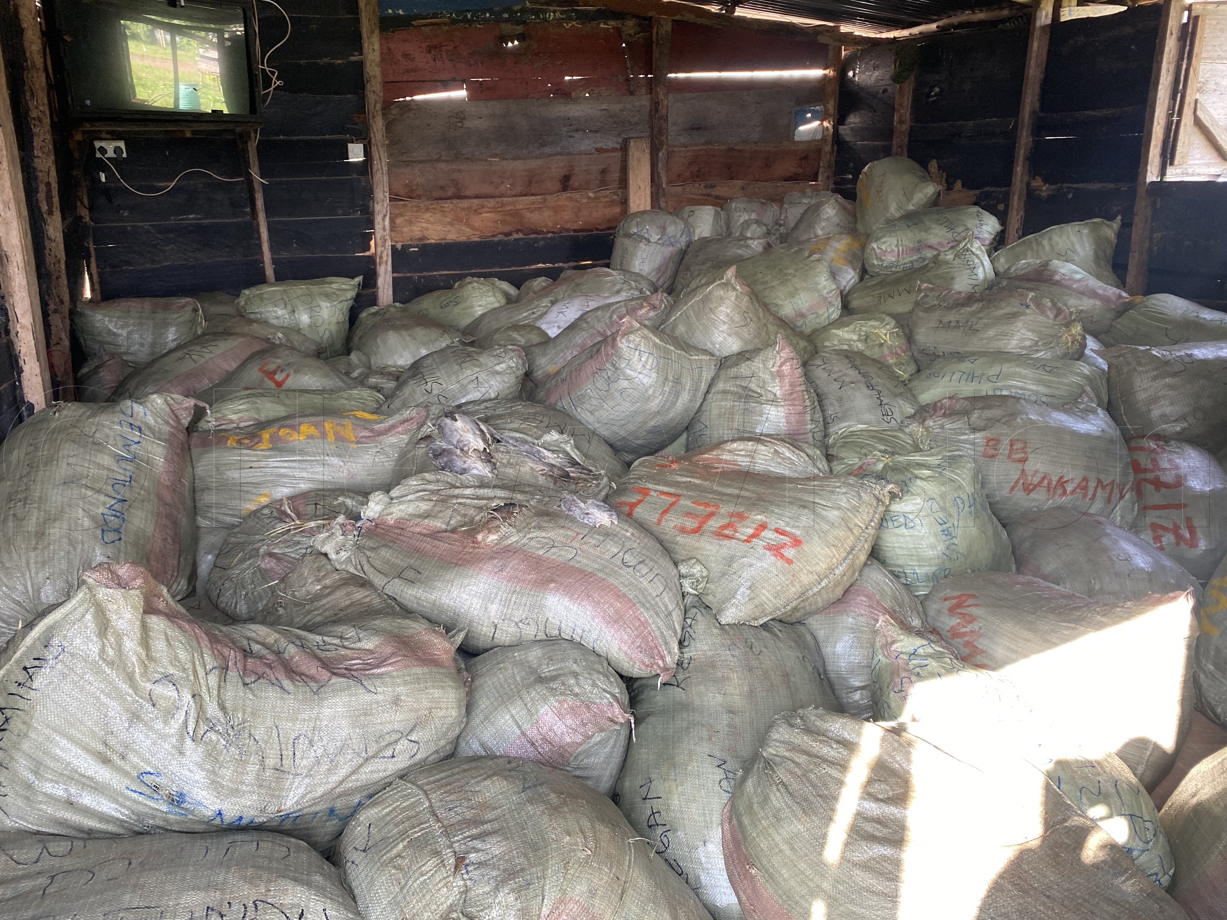 Over 9 tonnes of immature salted fish being transported from the Ssese Islands were impounded by security officials. These are caught on daily basis using substandard gear. (Photo by Samuel Nkuba)