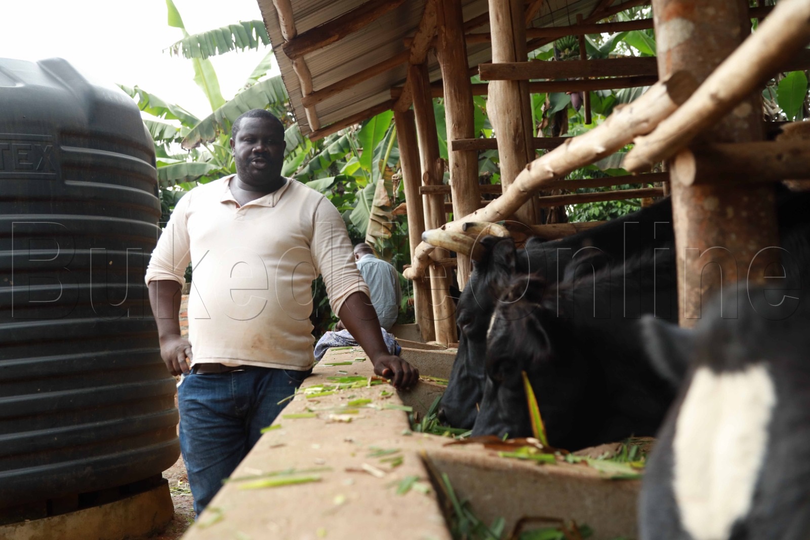 Majembere ng'ali ku kiyumba ky'ente ze