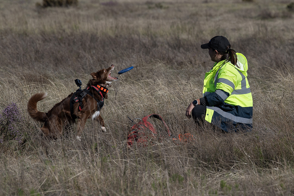Dog-handler Esther Matthew, and Collie dog, Delta, working as part of the Endangered Wildlife Trust’s Dryland Conservation Project, play a short game of frisbee as a reward for locating a critically endangered Geometric tortoise on a private reserve in the Boland district of the Western Cape on June 30, 2025. Trained dogs are being used in South Africa to help locate and then track a critically endangered species of tortoise. The dogs are far more efficient at locating the tortoises in the field than humans. These dogs are also used in anti-poaching operations of animals and plants. 