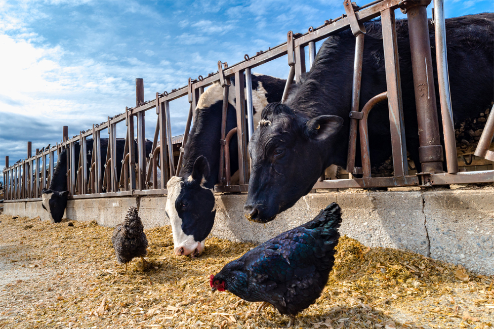 Feeding poultry waste to dairy cows New Vision Official