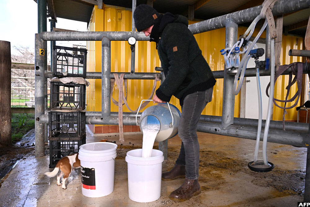 Warwick Hill, owner of the Humpalicious farm, pouring camel milk into a bucket.