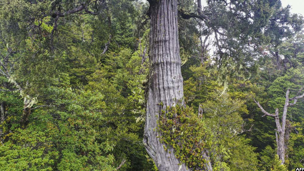 World's 'oldest' tree able to reveal secrets Bukedde Online Amawulire