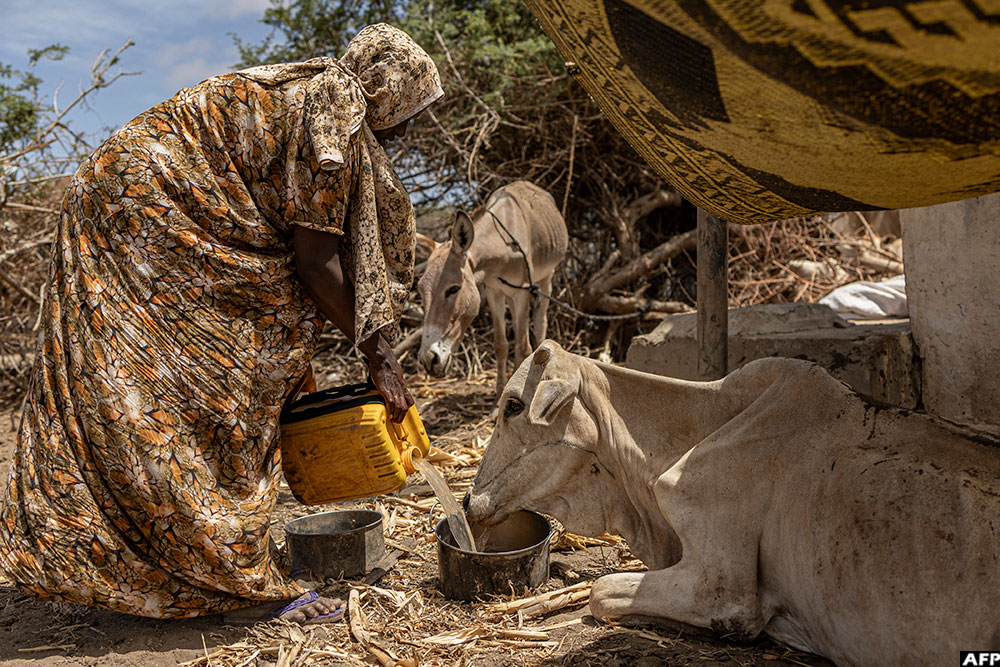 A woman affected by drought offers her malnourished weak cow water next to a camp for displaced people in the outskirts of Kismayo town, Somalia on April 21, 2026. (AFP)