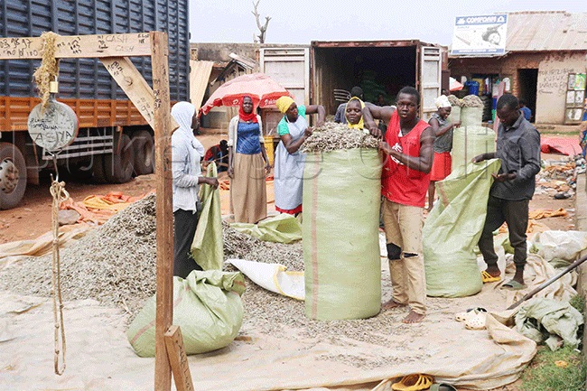 Aba mukene nga bamupakira mu nsawo okumutwala mu katale ku mwalo e Kiyindi mu disitulikiti y'e Buikwe.