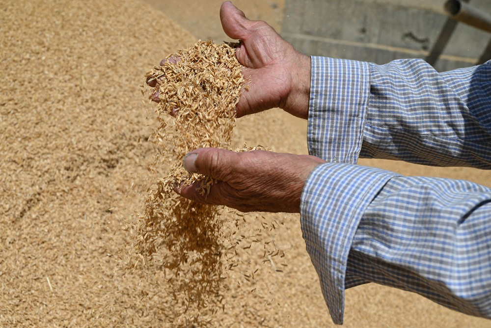 Farmer Abdimamat Saparov shows rice husks after grain processing at his rice farm in the Batken region in southern Kyrgyzstan on May 22, 2025. (Photo by Guliza Urustambek kyzy / AFP)