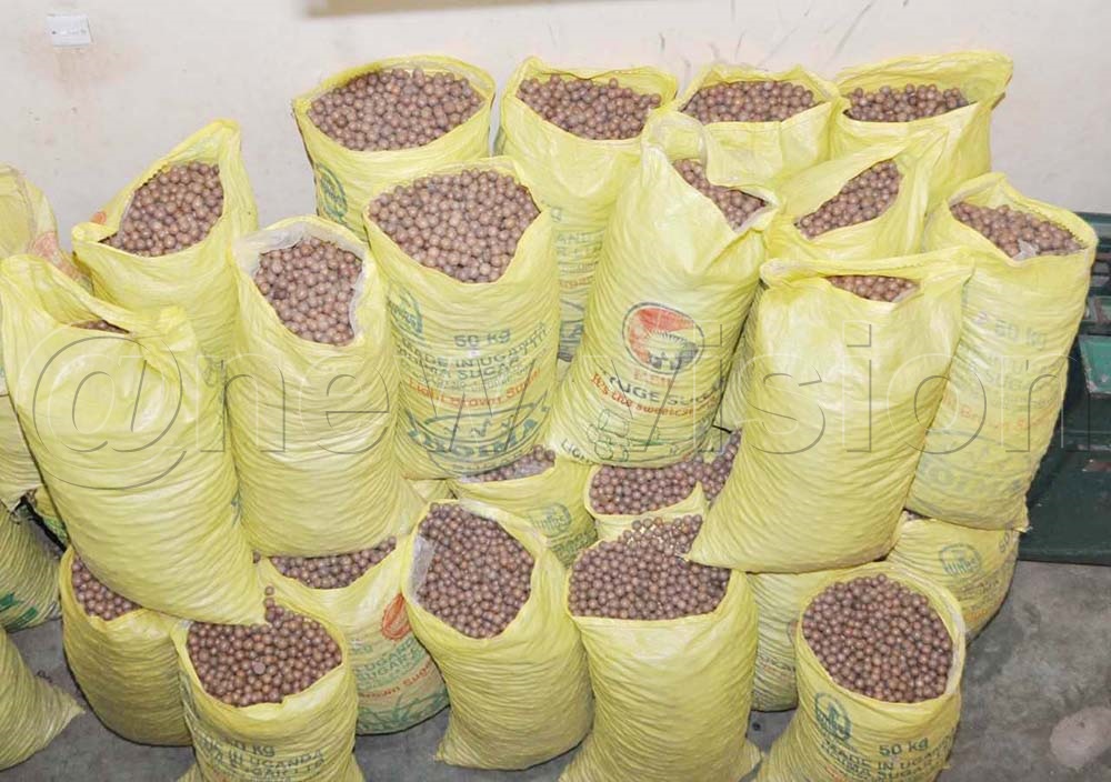 IN PICTURES Ugandans urged to embrace macadamia nuts growing New