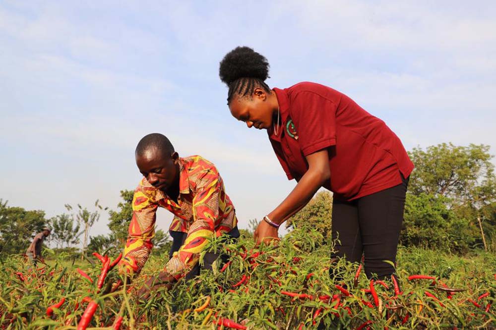 Farmers harvest chili peppers at a cooperative planting and training spot in Kamuli. (Xinhua photo)