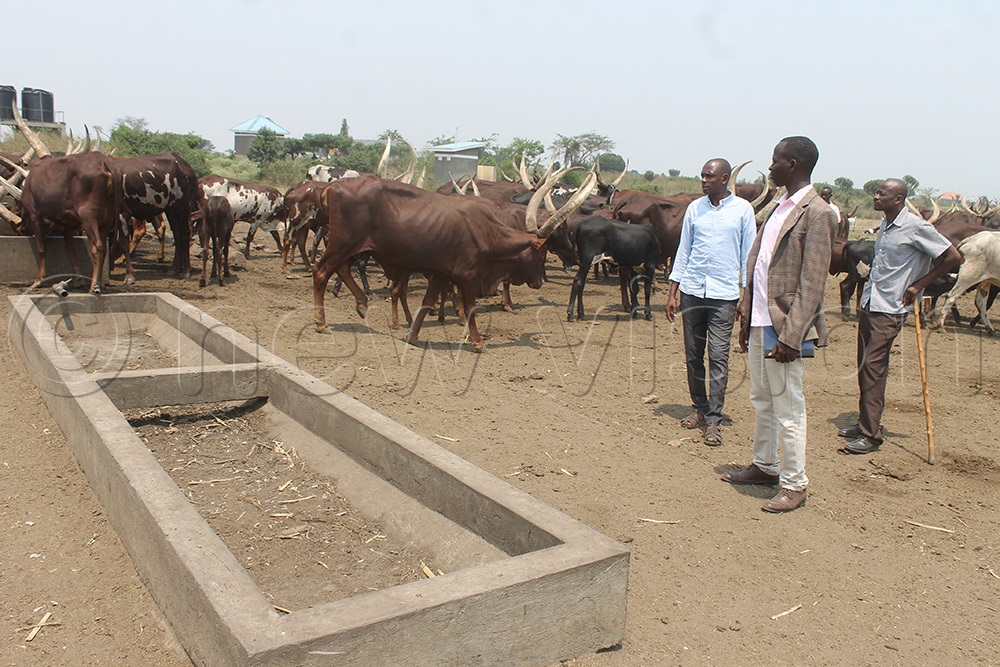 Basongora pastoralists worried of losing more of their animals as cows struggle to get drinking water at on of the drinking points. (Photo by Samuel Amanyire)
