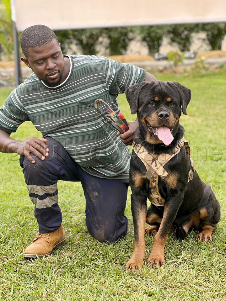 Ssemwanga ng'alaga emu ku mbwa ez'enkizo ennyo mu kwerinda mu maka