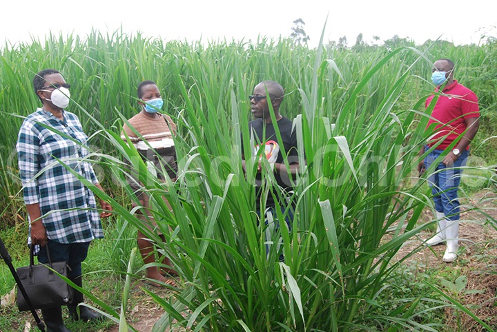 Ssekitooleko (mu masiki enjeru) ng'alambula ffaamu y'omuddo