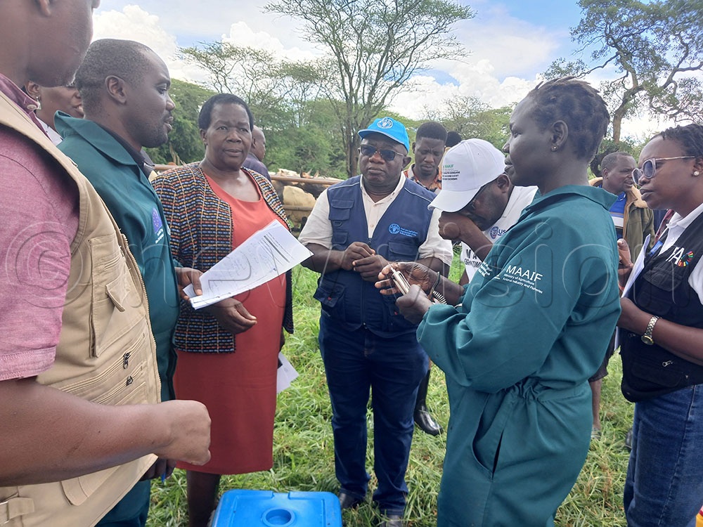 Vaccination exercise for cattle in progress. (Credit: Prossy Nandudu)