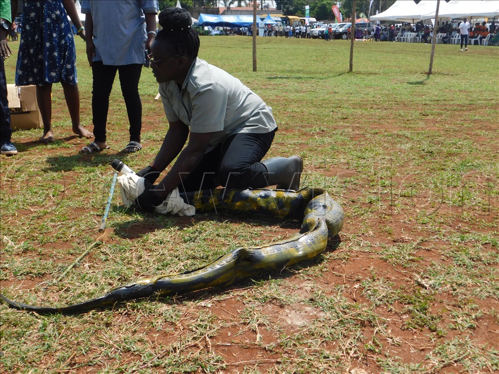  The public were asked to co-exist with wildlife and given numbers to call when they find a reptile or a mammal in their midst.