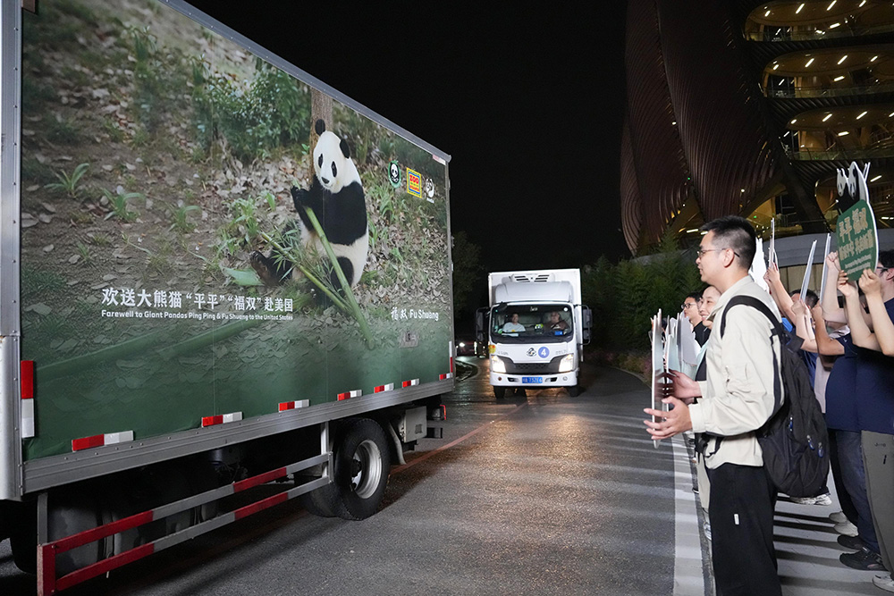 A vehicle carrying a pair of giant pandas, Ping Ping and Fu Shuang, leaves the Chengdu Research Base of Giant Panda Breeding in Chengdu, southwest China's Sichuan Province, Sept. 26, 2026.&nbsp;(Xinhua photo)