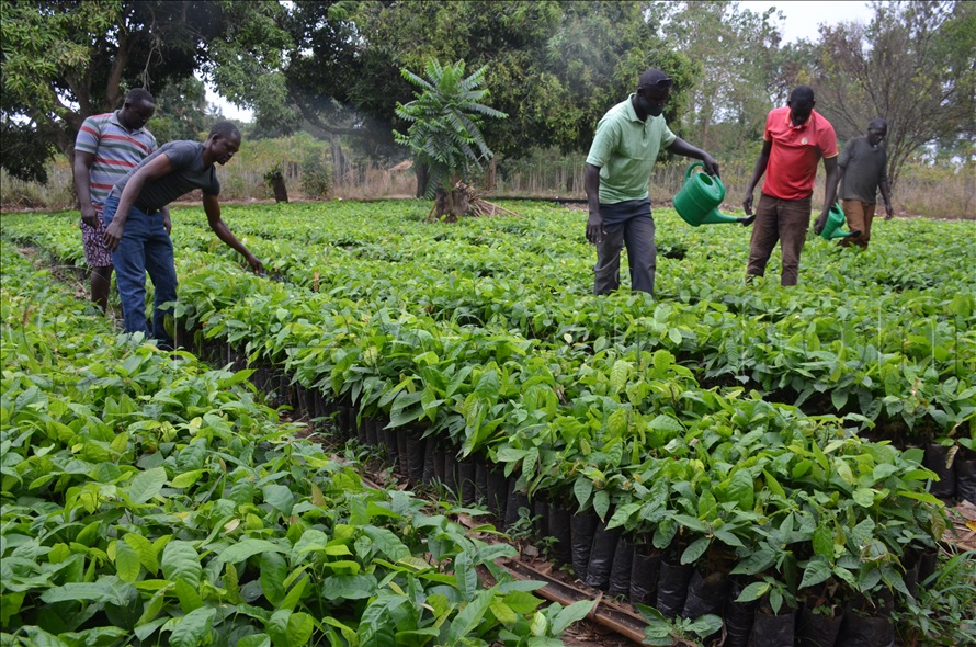 Cocoa growing extended to Lango New Vision Official