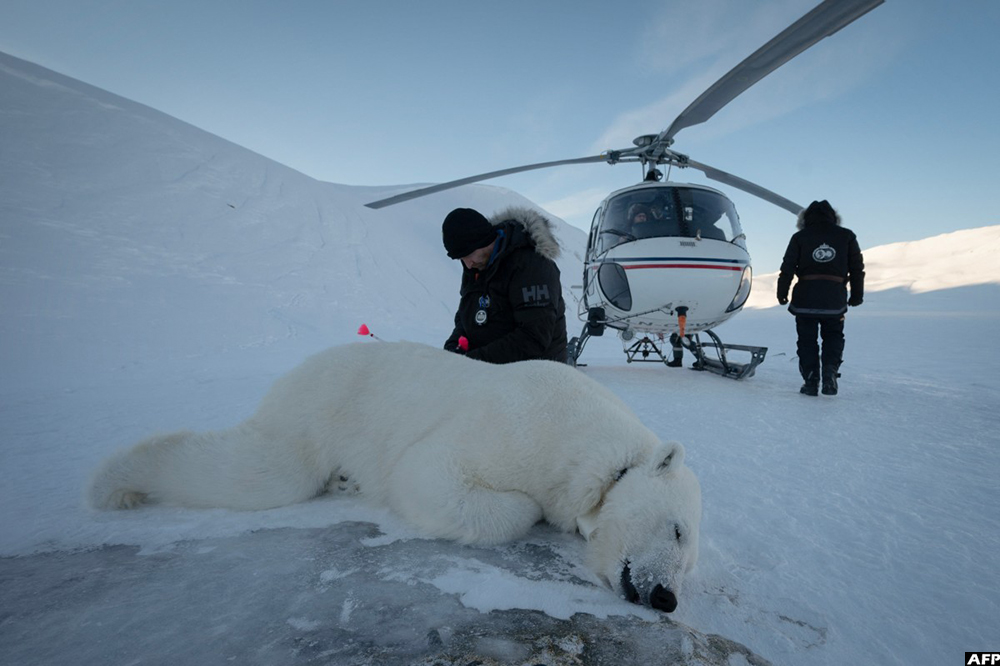 Norwegian veterinarian Rolf Arne Olberg checks if a polar bear is properly sedated in eastern Spitzbergen, in the Svalbard archipelago, on April 10, 2025