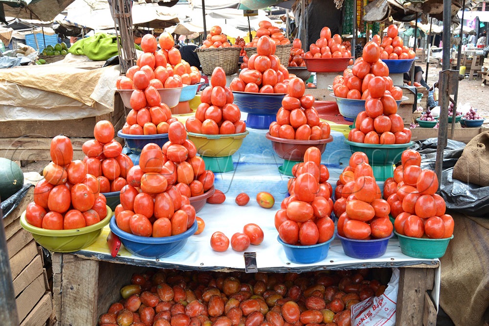 How to grow and have a tomato market Bukedde Online Amawulire