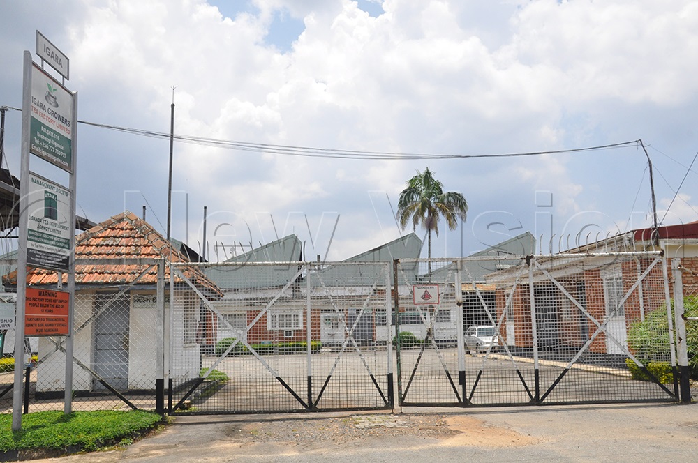 Gates of Igara Tea factory closed. (Photo by Bruno Mugizi)