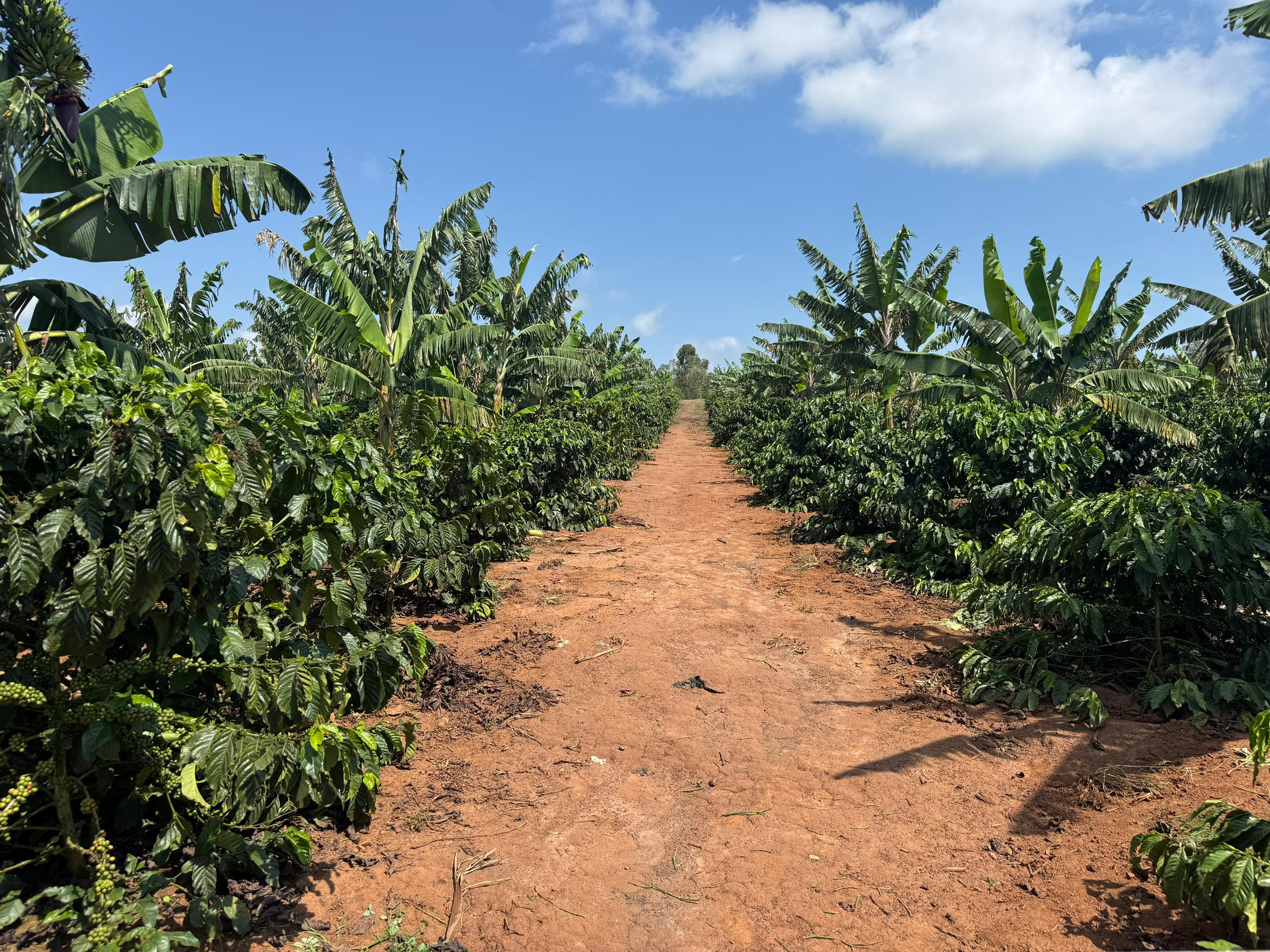 A picture taken from Topher Matsiko's massive coffee farm in Gomba district. (Courtesy photo)