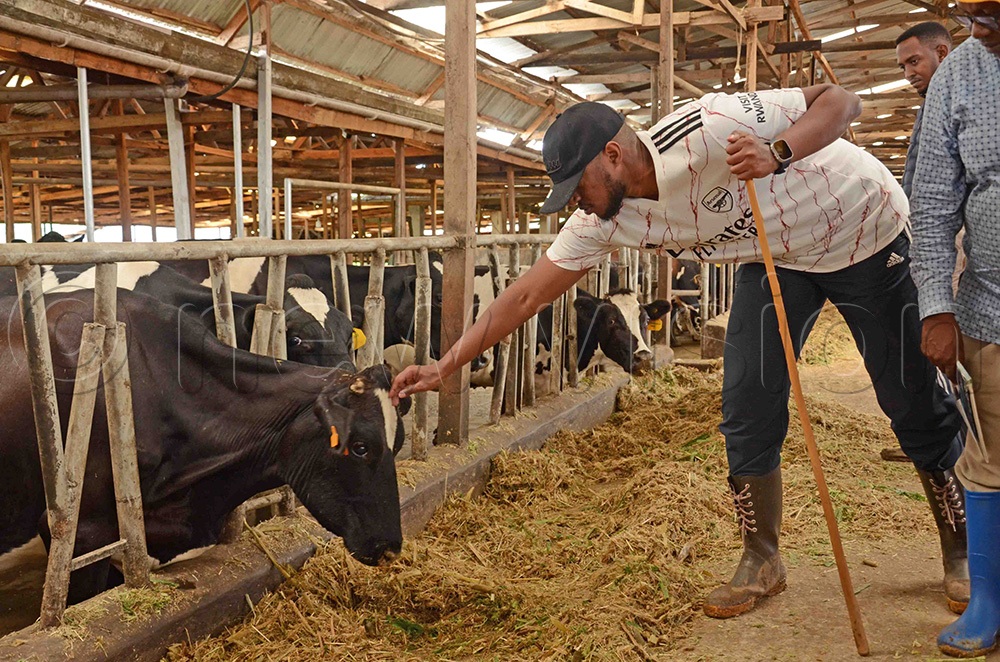 King Oyo admires one Of the dairy cattle animals as he toured Kabarole Dairy Farm in Gweri Parish. (New Vision Archives)