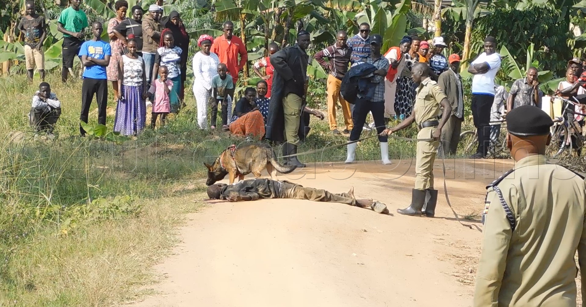 Omulambo gwa Gwalu nga gulagamye we baagutidde. Wano embwa ya poliisi yabadde etandise okukonga olusu