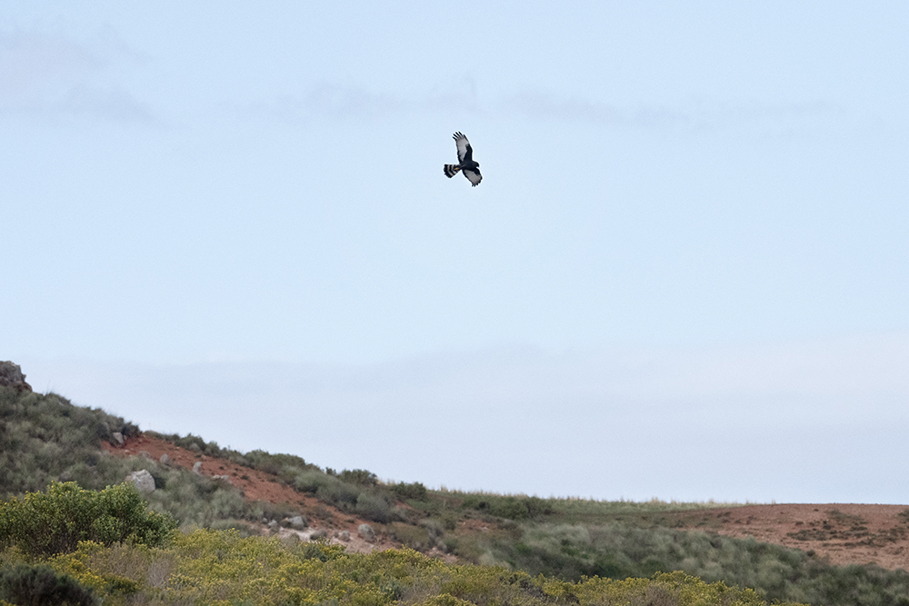 An endangered black Harrier flies close to Excelsior Wind Farm near Swellendam, on September 16, 2025. BirdLife South Africa estimates that a single wind turbine each year claims the lives of about of 4.25 birds that fly into its blades, which can reach speeds of up to 280 kilometres (175 miles) per hour. (AFP)