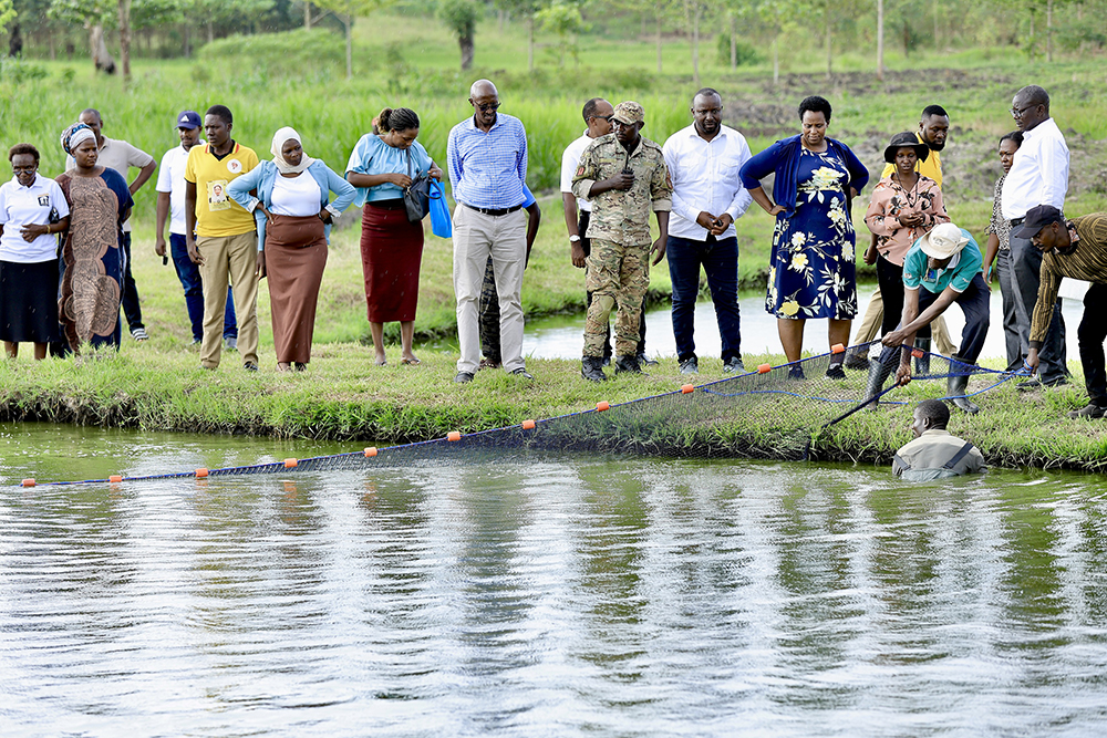 State House Comptroller, Ms Jane Barekye, witnessed the fish harvest activity at Limoto and Kaitambiri fish farming sites in Pallisa District. (Courtesy)