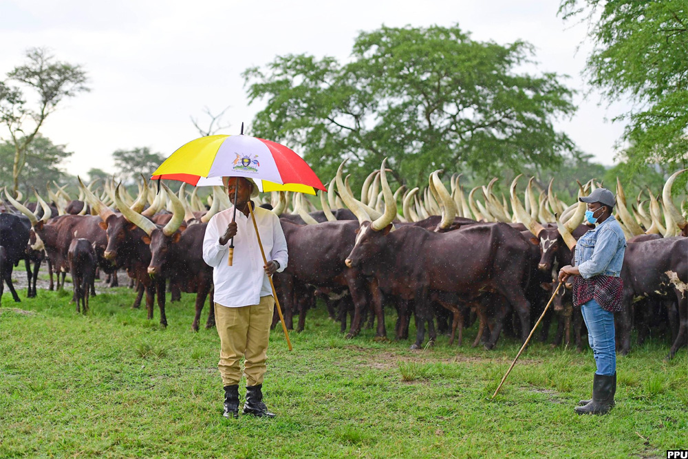 "The cattle industry of Uganda will be a big money earner for dairy and beef," Museveni said on X at the time.