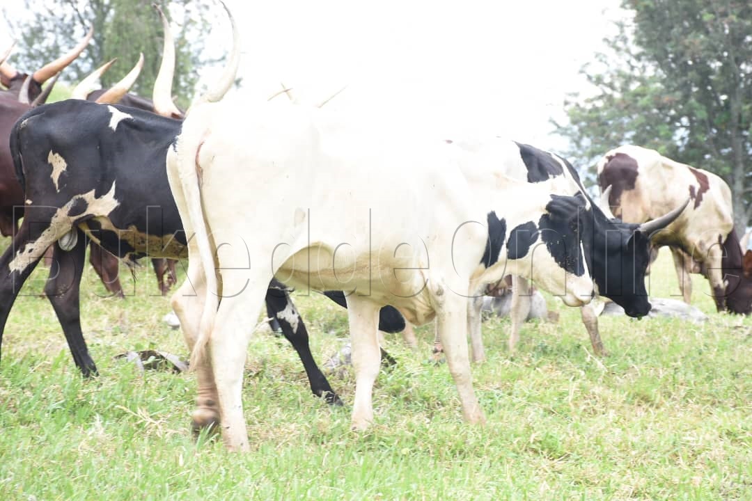 Ente enjeru egenda okukola emikolo gw'okuyingiza Omukama mu Lubiri e Karuziika