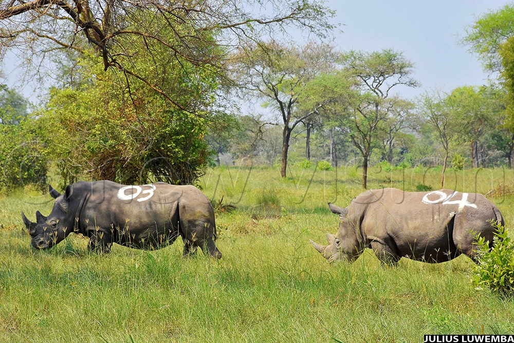 The latest two Rhinos that were translocated to Ajai Wildlife Reserve, making a total of four rhinos that have so far been translocated back to the wild in Uganda. (Photo by Julius Luwemba)
