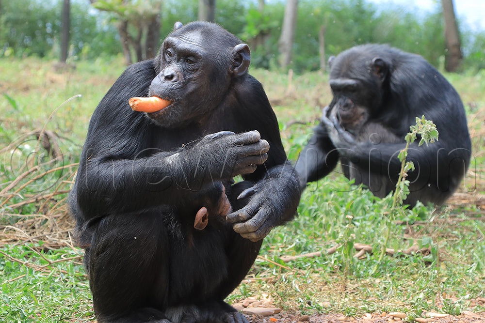 Africa, a chimpanzee at Ngamba island with her new born baby which was named RR after the son of property magnate Sudhir Ruparelia. (Photo by Julius Luwemba)