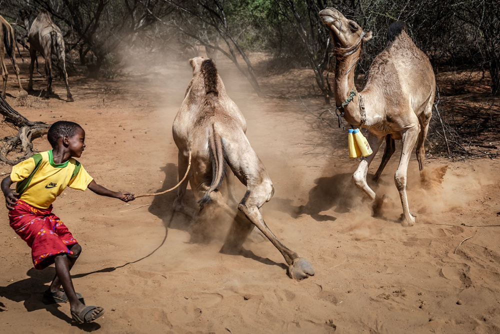 A young Samburu pastoralist strikes a reluctant camel with a stick while herding a group of camels in a remote area near Sereolipi, on September 29, 2025.