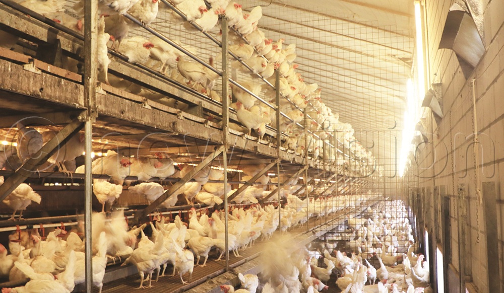 A broiler farm in the Netherlands.