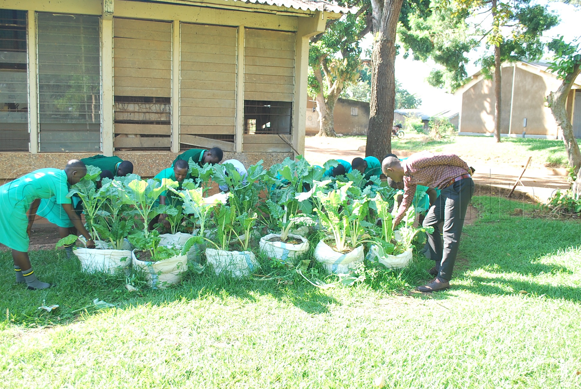 Abayizi Nga Bakoola Mu Kalimiro K'eNva Endiirwa.i Bisuliddwa