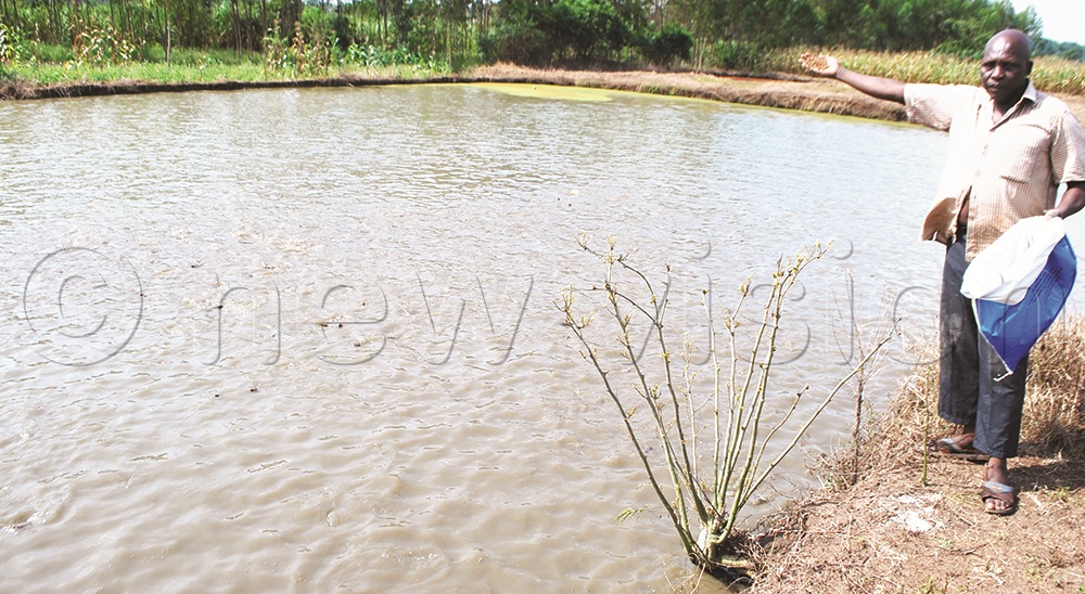 Mukaaya rears 20,000  fish in two ponds.