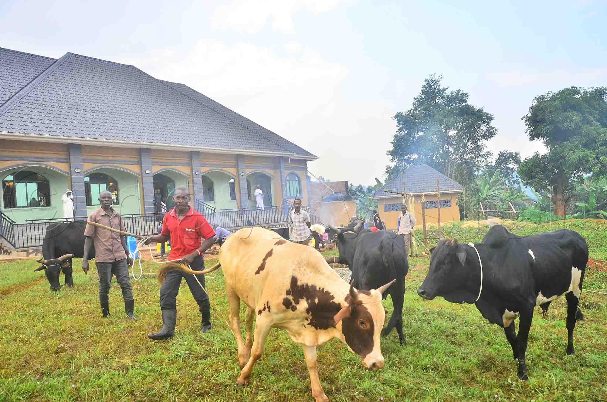 Some of the cows donated by Musa Lule Ssajjabi for slaughtering on Eid.