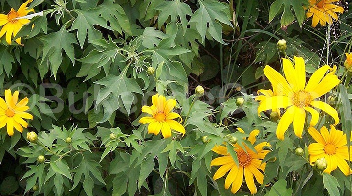 Omuddo guno gusibuka mu ggwanga Mexico n’amasekkati ga Amerika ate nga mu Uganda kisangibwa mu disitulikiti za Uganda zonna era nga bwotambula ku nguudo tosobola butakisanga ku mabbali gaazo. Kino kirina emigaso egy’enjawulo omuli okukolebwamu emmere y’ensolo n’enkoko, ekijimusa, eddagala, eddagala ly’ebiwuka. Okukola sayiregi mu kimyula Tema obuti obuto n’ebikoola ebikuze ngokozesa akambe akasala ng’osala okuva waggulu okutuusa wakati w’ekirime nga kimulisizza oktuuka ku bitundu 80 ku 100. Temaatema ebikoola n’obuti mu butindu obutono ddala mu buwanvu bwa 3cm olwo obuwotose mu kasana okumala essaawa nnya. Tabikamu sukaali ggulu atabuddwamu amazzi mu bipimo bya 1 (sukaaliggulu) ku 2 (mazzi) okugeza liita za sukaaliggulu 1, liita za mazzi bbiri. Ono ayambako okuggya obulungi okukola sayiregi. Pakira mu biveera oba kontayina osibe bulungi ddala okakase nga temuyingira mpewo yonna olwo obitereke mu kifo ekirungi webitaafunire buzibu gamba okuyulika. Okutabula oba okufuna sayiregi omutuufu kitwala ennaku 21-30. Wano ekimyula kibeera kituuse okuweebwa ensolo okwongereza ku kiriisa ekizimba omubiri.