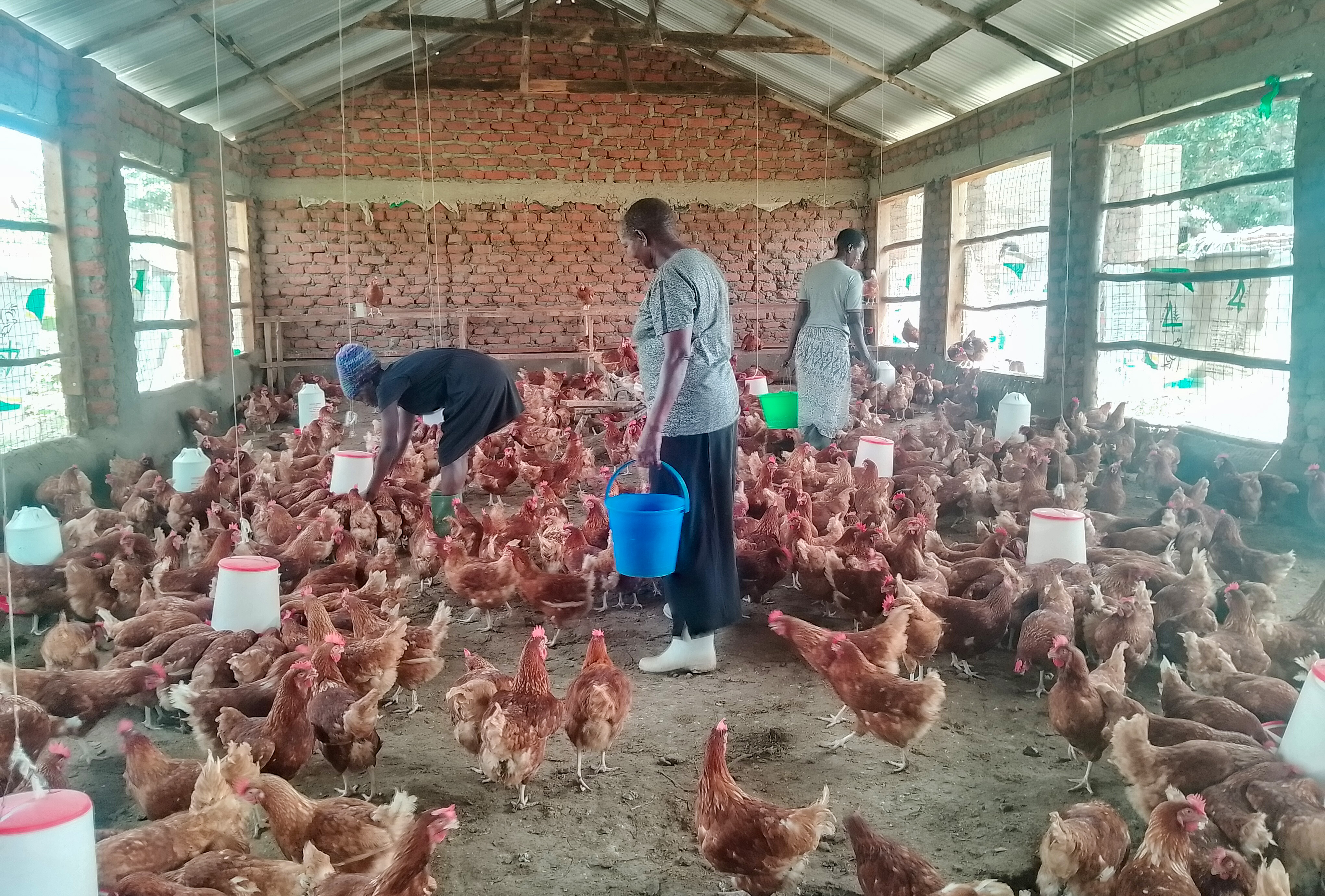 West Nile women building poultry secto