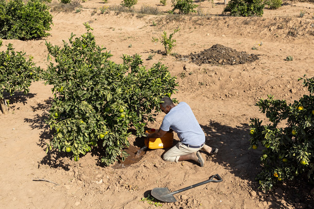 Muhummad Mohamad Ismail, 45, a farmer, waters his plants using jerrycans of water from his reservoir to irrigate his orange and papaya orchard at his farm in Lallays village, which is in the grip of a severe drought near Hargeisa, on February 17, 2026. (Photo by Tony KARUMBA / AFP)