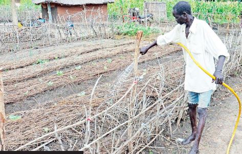 Stephen Juma, a farmer, waters his vegetable garden using the irrigation system.