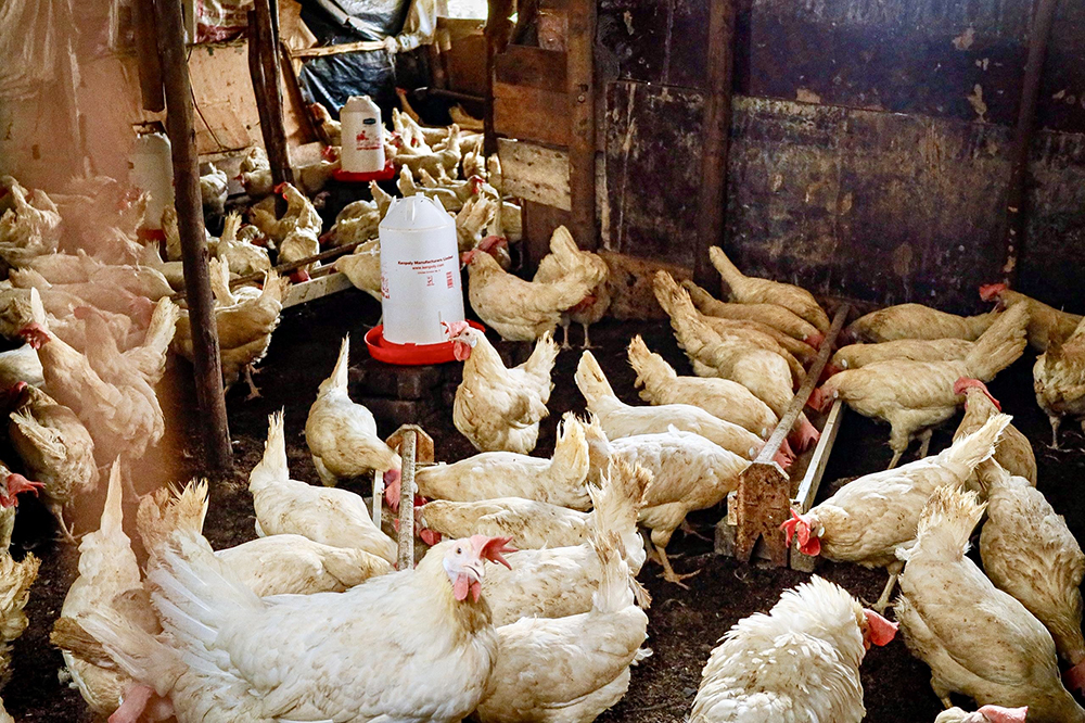 Mbabazi initially purchased 125 broiler chicks with 350,000 shillings and invested the remaining funds in feed and poultry housing. (PPU)