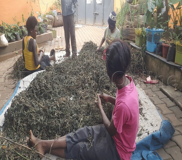 Abakyala abakola ne Dr. Jolly nga basunsula ebisusunku okukola emmere y'ente.
