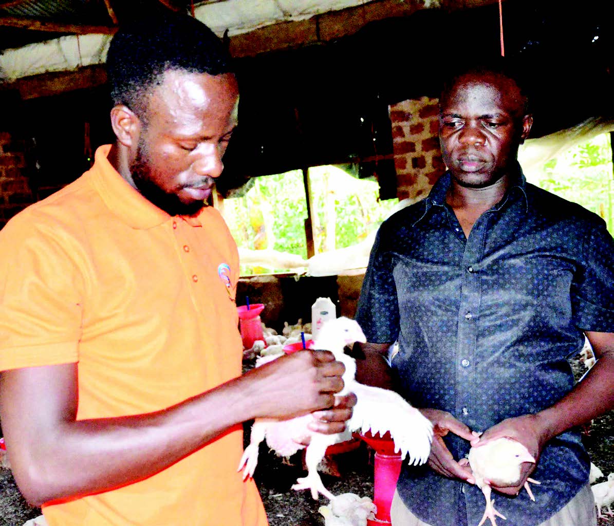Omusawo Nga Yeekebejja Enkoko.