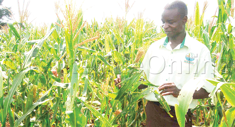 Dr.otim Ng’alaga Omusiri Gwa Kasooli Oguliiriddwa Obusaanyi