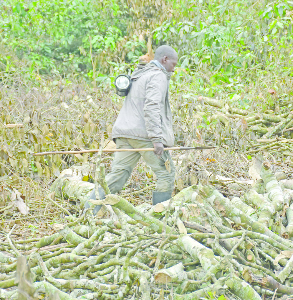 Asiimwe walking past logs prepared for charcoal making. (Courtesy)