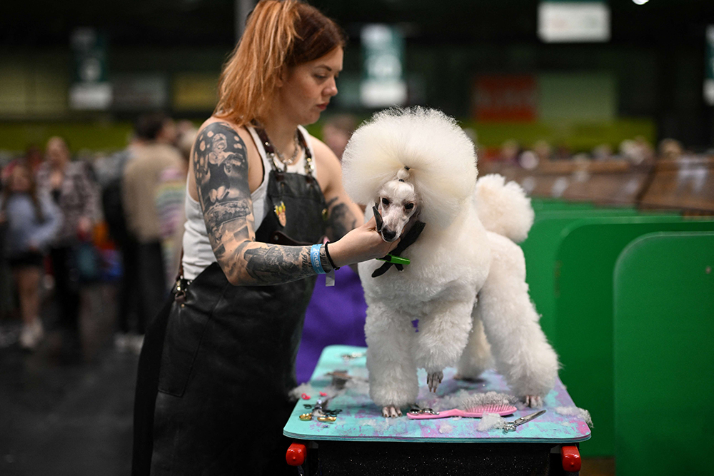 A Lakeland Terrier is groomed on the second day of the Crufts dog show at the National Exhibition Centre in Birmingham, central England, on March 6, 2026. (AFP)