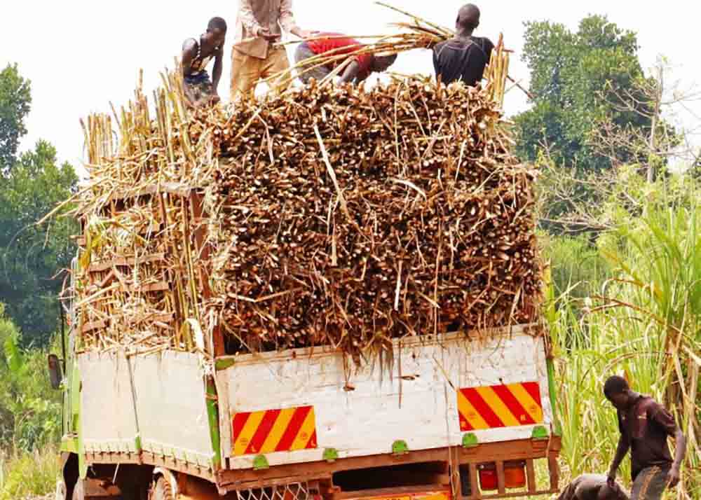 Busoga Sugarcane Farmers Protest 5% Trash Deduction