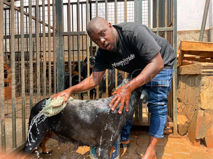 Ssemwanga ng'anaaza ezimu ku mbwa ze
