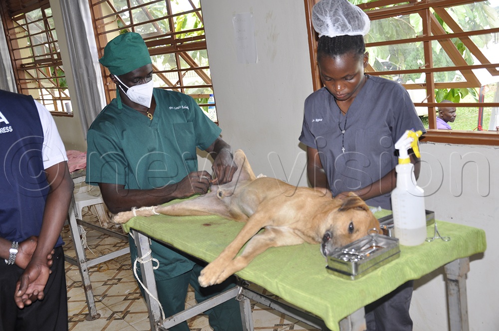 According to organizers, more than 1,000 dogs were vaccinated against rabies, and 300 animal surgeries were conducted, including spaying and castration. (Credit: David Opus)